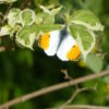 Philladelphus Innocence (5 litre) - Image 2