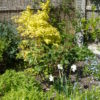 Philladelphus Aurea (5 litre)