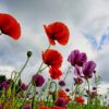 Poppy Seeds