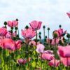 Poppy Seeds - Image 2