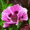 Poppy Seeds - Image 3