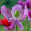 Poppy Seeds - Image 4