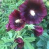 Hollyhock (Alcea) Fig Leaf - 2 litre pot