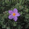 Cistus 'silver pink' - Rock Rose - 5 litre - Image 3