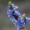 Salvia - Uliginosa Sage -  5 litre pot - Available from Mid-July