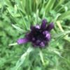 Salsify - Tragopogon - 2 Litre pot - Image 2