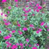 Salvia Cera Potosi -2 litre pot -  Available from June
