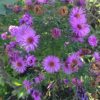 Mother's Day Pollinator Gift Seeds Selection - Image 7