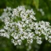 Valeriana officinalis - All heal - 2 litre Tall pot - Image 5