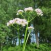 Valeriana officinalis - All heal - 2 litre Tall pot - Image 4
