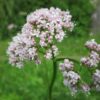 Valeriana officinalis - All heal - 2 litre Tall pot