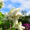 White & Pale mauve Lilac - Syringa 5 litre