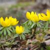 Winter Aconite - Eranthis Hyemalis x 25