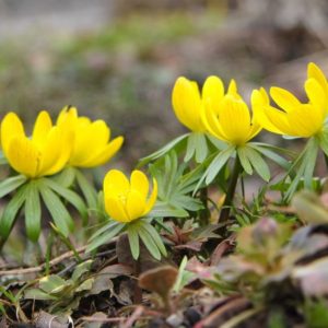 Winter Aconite - Eranthis Hyemalis x 25