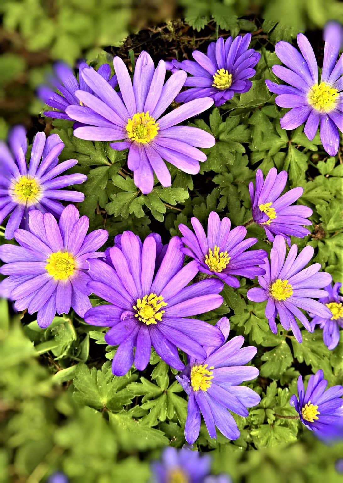 Anemone Blanda 'violet star' (winter windflower) x 15 Enchanted