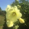 Hollyhock (Alcea) mixed colours Seeds