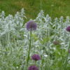 Allium Pack, five of each of Christophii, Purple Sensation & Nectaroscordum - Only available as loose bulbs in October