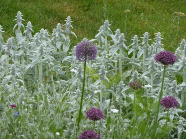 Allium Pack, five of each of Christophii, Purple Sensation & Nectaroscordum - Only available as loose bulbs in October