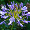 Agapanthus Blue - 3 litre pot