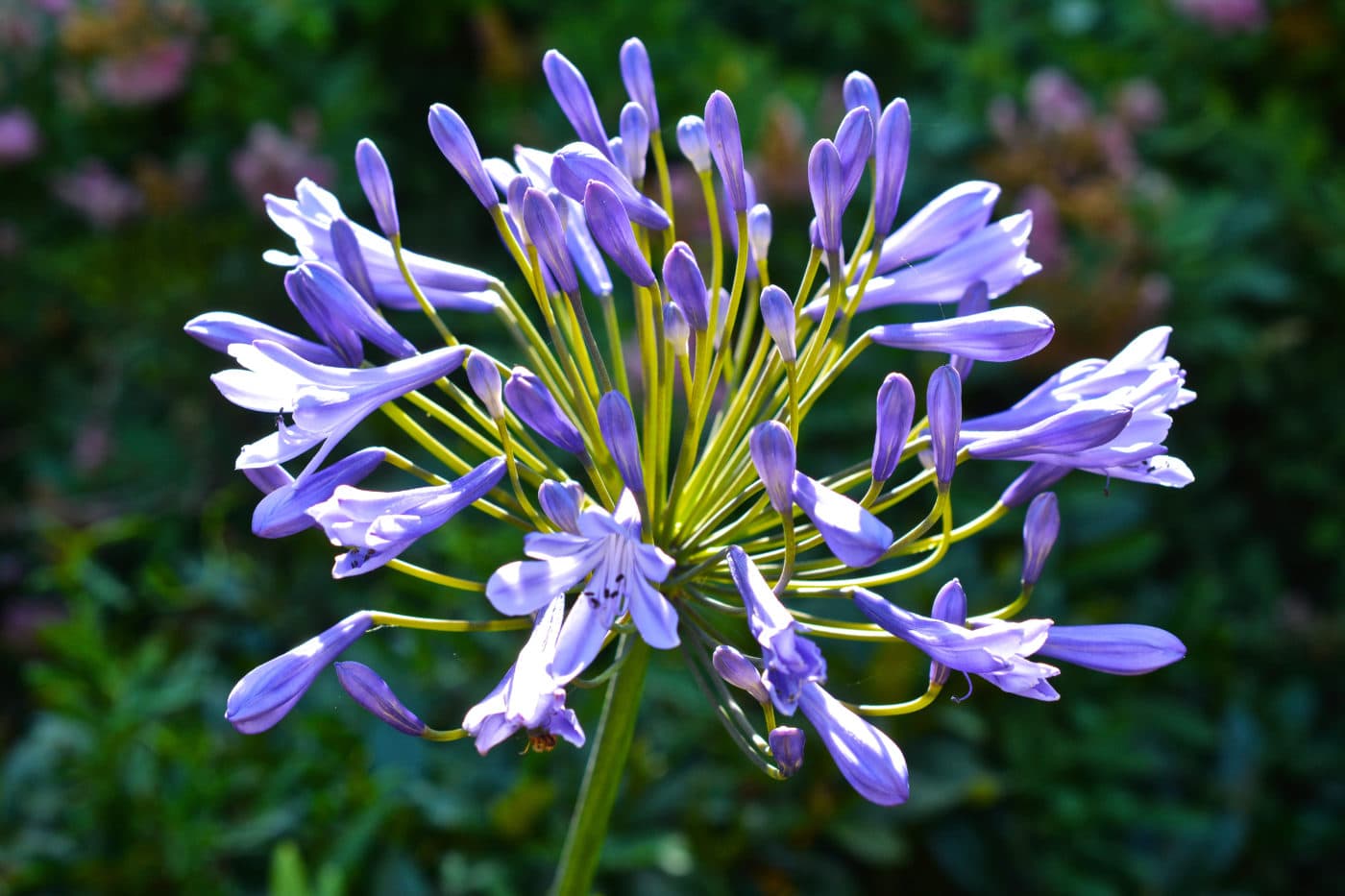 Agapanthus Blue 3-4 Bulbs 5 litre Pot - Enchanted Gardens Kent