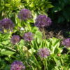 Allium Pack, five of each of Christophii, Purple Sensation & Nectaroscordum - Only available as loose bulbs in October - Image 2