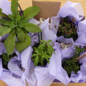 Enchanted Perennial Plant Hampers