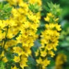 Lysimachia Punctata 2 litre pot