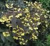 Lysimachia Ciliata 'Firecracker' 2 litre pot - Image 2