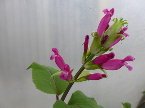 Salvia Involucrata or rosy leaf sage - 2 litre pot - Available from Mid-July - Image 2