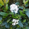 Viburnum Tinus (Evergreen - 10 litre) Too Big to Ship - Collection Only - Image 2