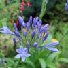 Agapanthus Blue - 3 litre pot - Image 2