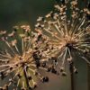 Allium Christophii - The Star of Persia - 2 bulbs in a 2 litre pot - Image 5