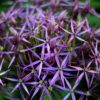 Allium Pack, five of each of Christophii, Purple Sensation & Nectaroscordum - Only available as loose bulbs in October - Image 4