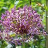 Allium Christophii - The Star of Persia - 2 bulbs in a 2 litre pot