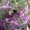 Allium Christophii - The Star of Persia - 2 bulbs in a 2 litre pot - Image 2