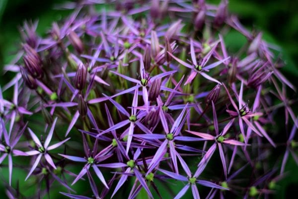 Allium Pack, five of each of Christophii, Purple Sensation & Nectaroscordum - Only available as loose bulbs in October - Image 4