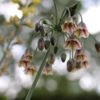 Allium Pack, five of each of Christophii, Purple Sensation & Nectaroscordum - Only available as loose bulbs in October - Image 3