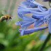 Agapanthus Blue - 3 litre pot - Image 3