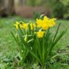 NARCISSUS Unsurpassable (Deep Golden Yellow) 5 bulbs in 2 litre pot. - Image 4