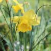 NARCISSUS Unsurpassable (Deep Golden Yellow) 5 bulbs in 2 litre pot.