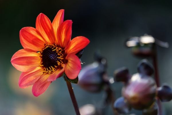 Dahlia 'Bishop's Children' 2 litre pot