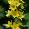 Lysimachia Punctata 2 litre pot - Image 2