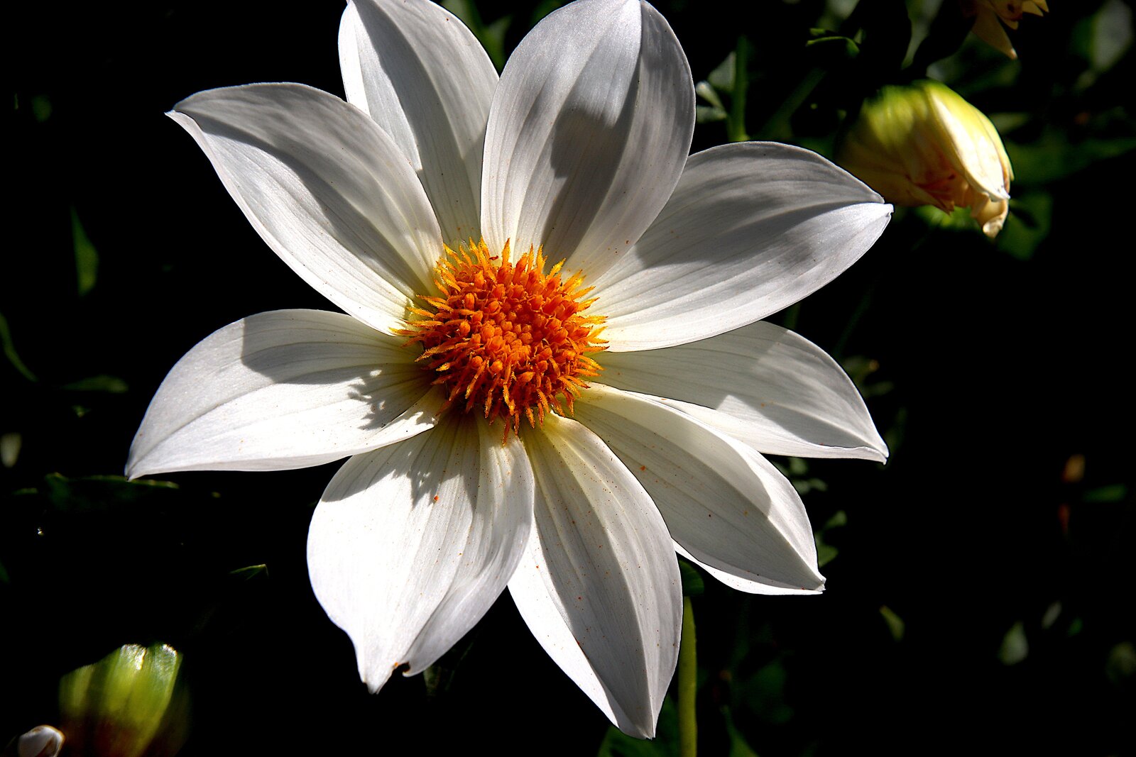 DAHLIA - Single Flowers/Purple Leaves ONLY! "Bishop's" of DOVER AND KENT - LARGE 5 litre pot - Image 2
