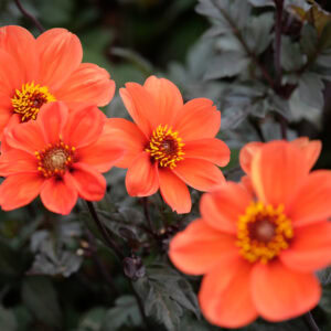 DAHLIA - Single Flowers/Purple Leaves ONLY! "Bishop's" of DOVER AND KENT - LARGE 5 litre pot