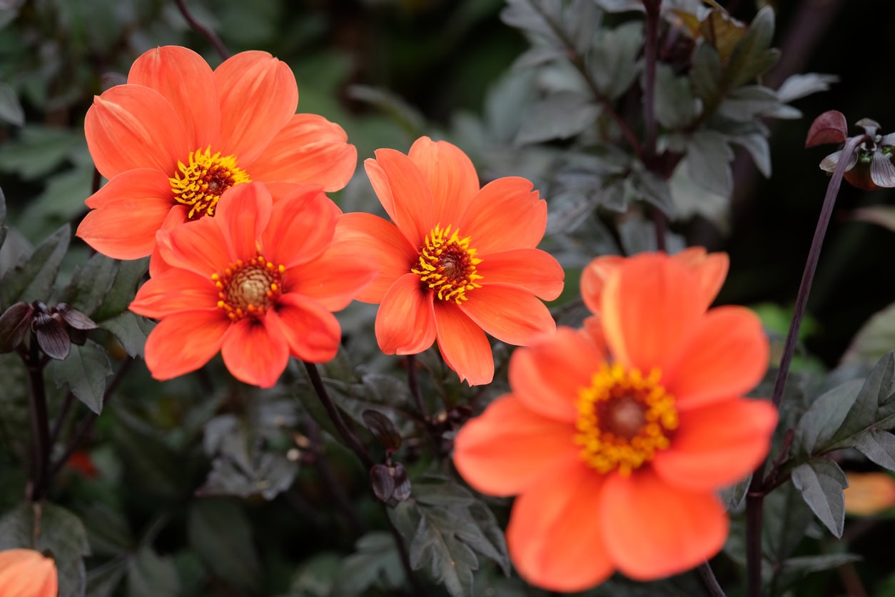 DAHLIA - Single Flowers/Purple Leaves ONLY! "Bishop's" of DOVER AND KENT - LARGE 5 litre pot