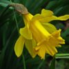 NARCISSUS Unsurpassable (Deep Golden Yellow) 5 bulbs in 2 litre pot. - Image 2