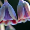 Allium Nectaroscordum - 3 bulbs in 2 litre pot - Image 4