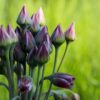 Allium Nectaroscordum - 3 bulbs in 2 litre pot - Image 3
