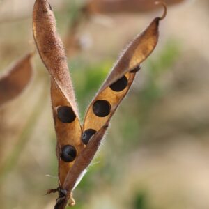 SUNDAY 24th AUGUST 10am  - GARDENING FOR POLLINATORS AND NATURE   AUTUMN SEED SOWING AND CUTTINGS