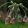 Allium Nectaroscordum - 3 bulbs in 2 litre pot